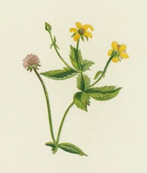 Geum urbano